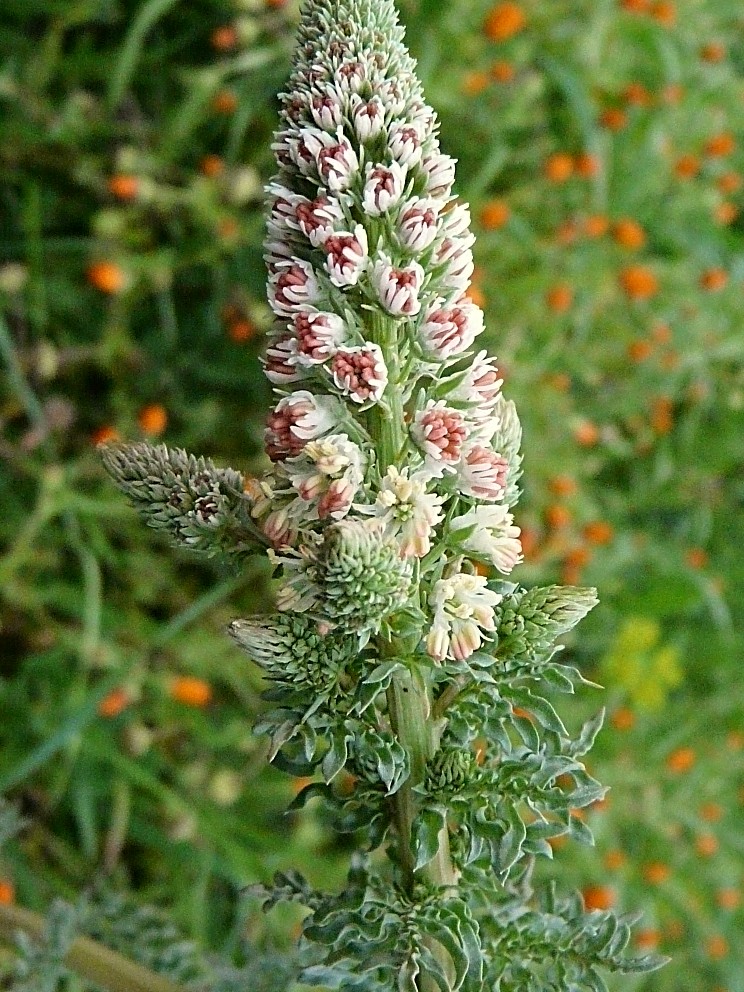 Reseda alba